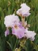 Iris Germanica Cloud Of Dawn