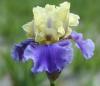 Iris Germanica Edith Wolford