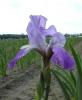 Iris Germanica Gentius