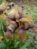 Iris Germanica Gingerbread Man