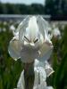 Iris Germanica Lenzschnee