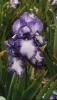 Iris Germanica Marys Delight
