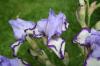 Iris Germanica On Edge