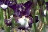 Iris Germanica Prince Of Burgundy