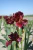 Iris Germanica Red Zinger