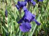 Iris Germanica Step Ahead