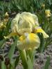 Iris Pumila Doll Dear