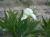 Iris Pumila Lilly white