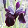 Iris chrysographes Black Form