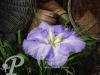Iris ensata Ocean Mist