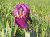 Iris germanica Imperator