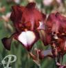 Iris germanica Jet fire