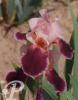 Iris germanica Wine and roses