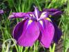Iris kaempferi Gei sho ui