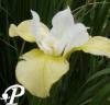 Iris sibirica Butter and Sugar