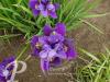 Iris sibirica Ruffled Velvet
