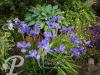 Iris sibirica Silver Edge