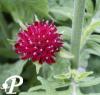 Knautia macedonica