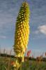 Kniphofia Bressingham