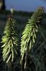 Kniphofia Green Jade