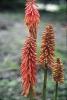 Kniphofia Nancy s red