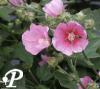 Lavatera Summer Kisses