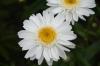 Leucanthemum Sunny Side Up