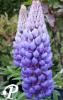Lupinus Persician Slipper