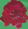 Lychnis Coronaria Gardenes World