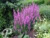 Lythrum salicaria Robert