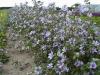 Malva Sylvestris Primley