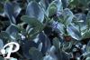 Mertensia maritima Cornwall Beauty
