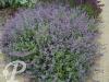 Nepeta faassenii Six Hills Giant
