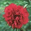 Paeonia Eliza Lundy 