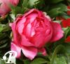 Paeonia Itoh Hillary