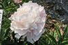 Paeonia Missies Blush