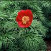 Paeonia Tenuifolia  Lithophila