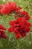 Paeonia Tenuifolia Plena