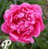 Paeonia hybride John Harvard