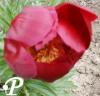 Paeonia hybride Mahogany