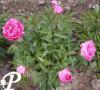 Paeonia hybride Wigell