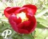 Paeonia japonica Mobuchi