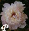 Paeonia lactifolia Alertie