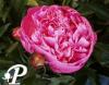 Paeonia lactifolia Alexander Flemiming
