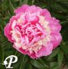 Paeonia lactifolia Alexandre Dumas