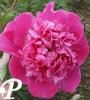 Paeonia lactifolia Amabilis