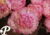 Paeonia lactifolia Angel Cheek