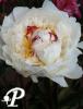 Paeonia lactifolia Avalanche