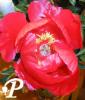 Paeonia lactifolia Blaze