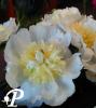 Paeonia lactifolia Bridal Icing